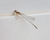 Platycnemis latipes